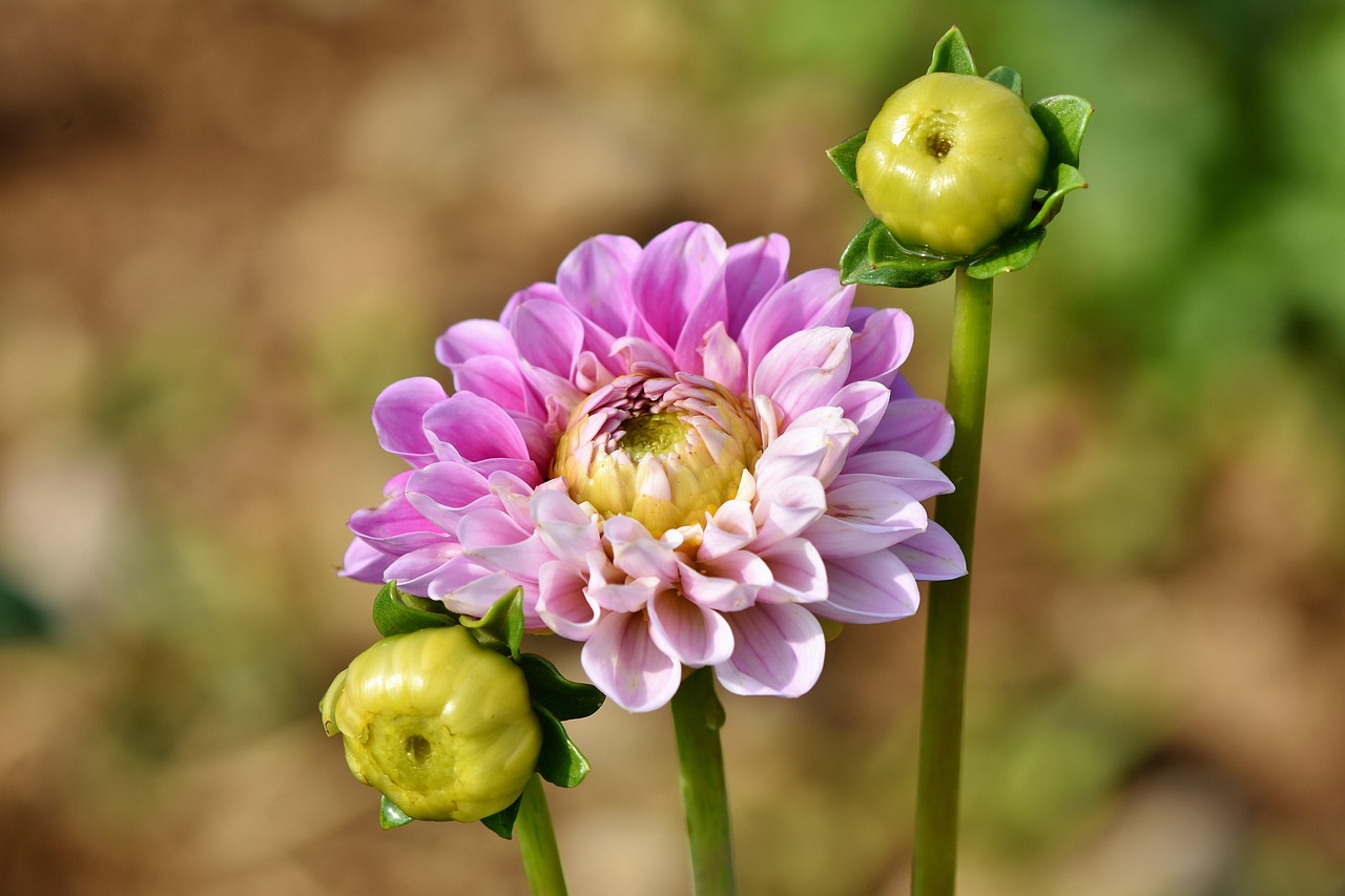 dahlias